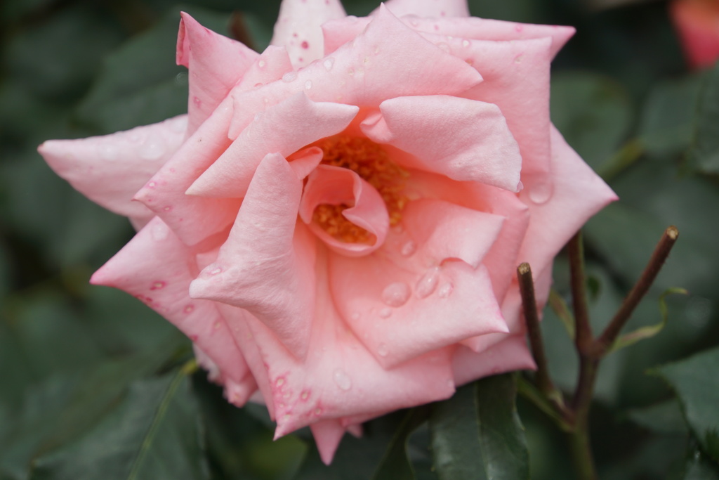 プリンセスあい子