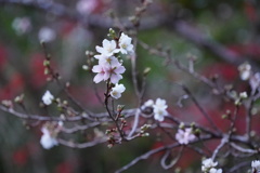 京の冬桜