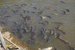 早く餌ちょうだい