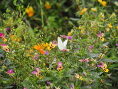 蜜はおいしいですか？