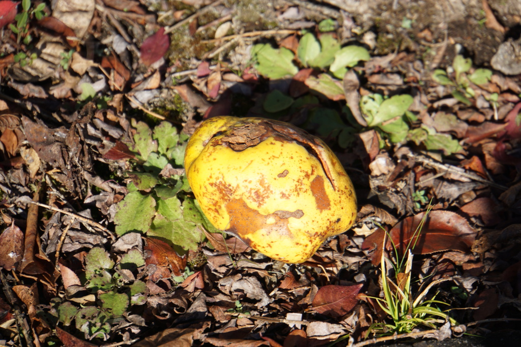 誰かの落とし物