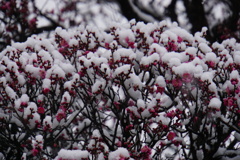 せっかく咲いたのに。