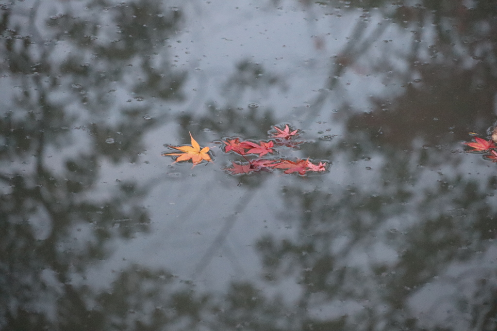 水辺の秋