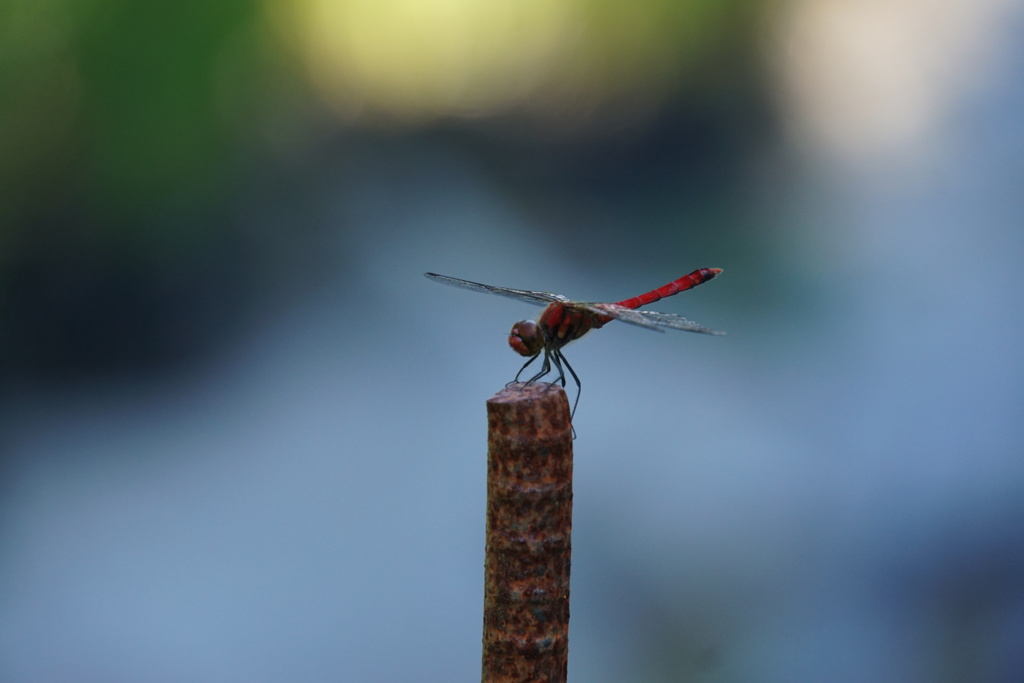 公園の赤とんぼ