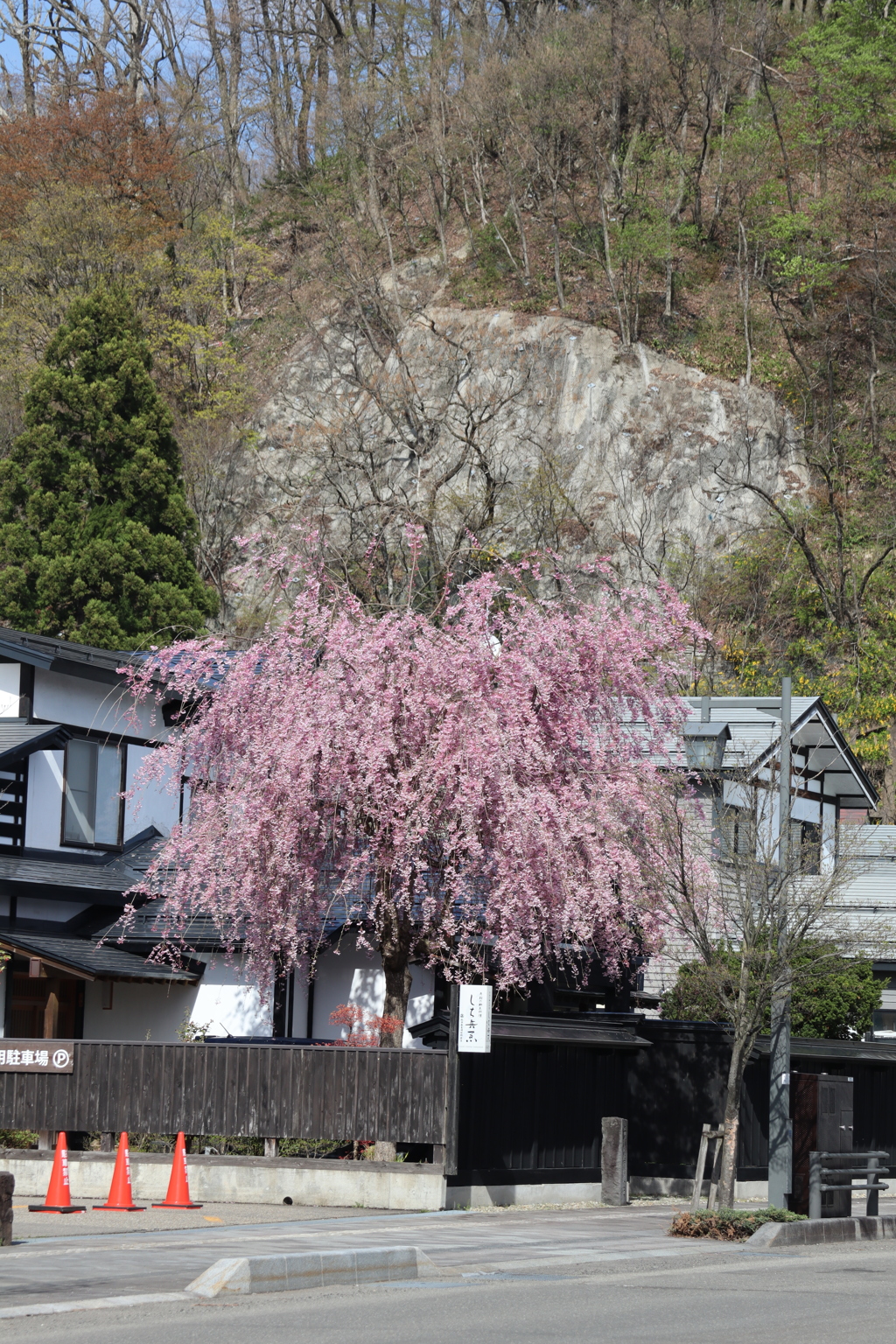 角館の桜