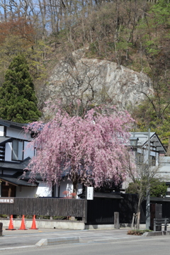 角館の桜