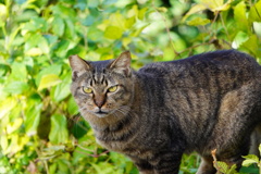 哲学の道キャット