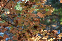 観音山裏紅葉