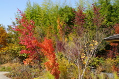 紅葉してるのに