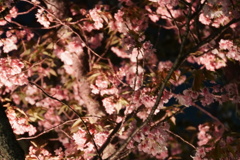 二条城の夜桜