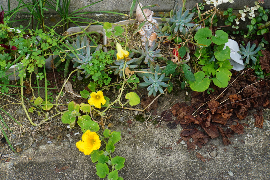 種まいてないよ？