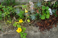 種まいてないよ？