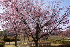 オオカン桜２