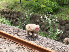 アプトの道に現れた野生猿