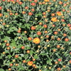 小菊