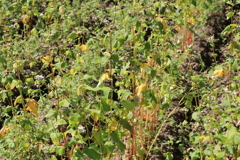 いつ新そばになるのかな？