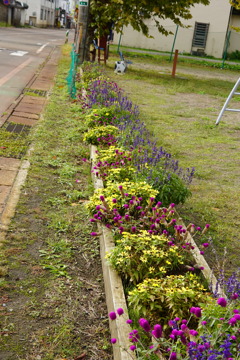 飯山の街路花壇