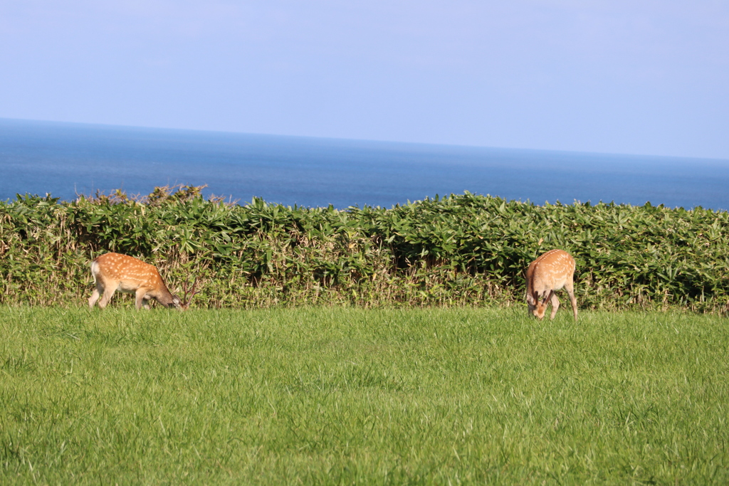 鹿もソーシャルディスタンス