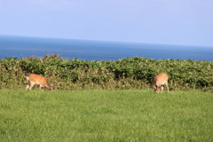 鹿もソーシャルディスタンス