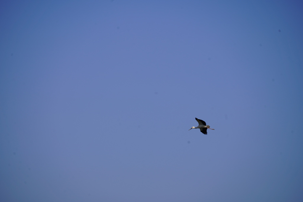 コウノトリ飛来
