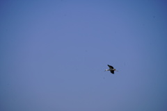 コウノトリ飛来