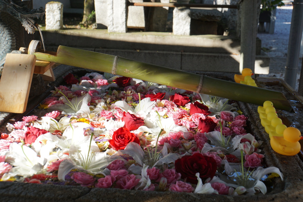 秋は百合がメインかな