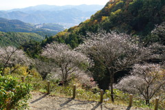 冬桜と紅葉山