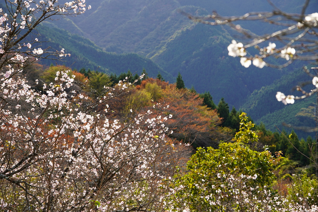 桜と紅葉