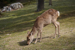 鹿のお食事