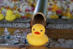 アヒルの打たせ水