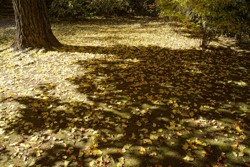 銀杏のカーペット