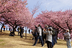 桜よりメジロ