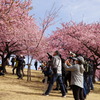 桜よりメジロ