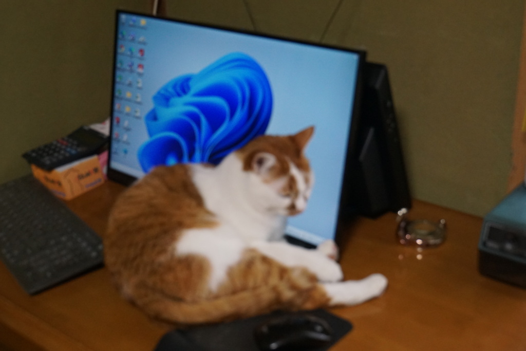 今日は僕が邪魔するよ