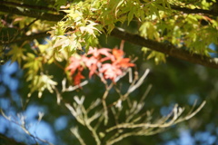 もうすぐ秋ですね