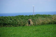 エゾシカエゾシカ