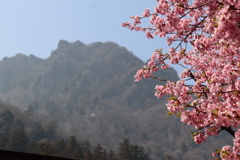 河津桜と妙義山