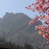 河津桜と妙義山