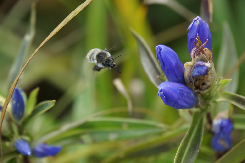どれにしようかな