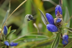 どれにしようかな