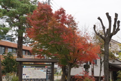 寺町の紅葉