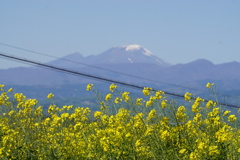 菜の花と浅間山