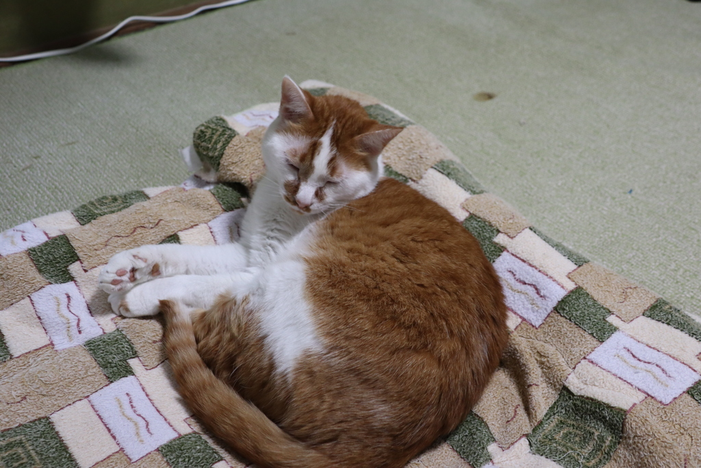 次男チーちゃん３歳