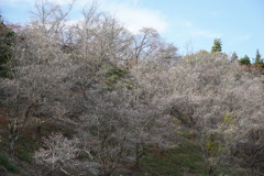 見頃を迎えた冬桜