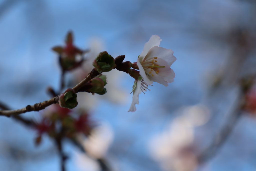 来年の春も咲くよ