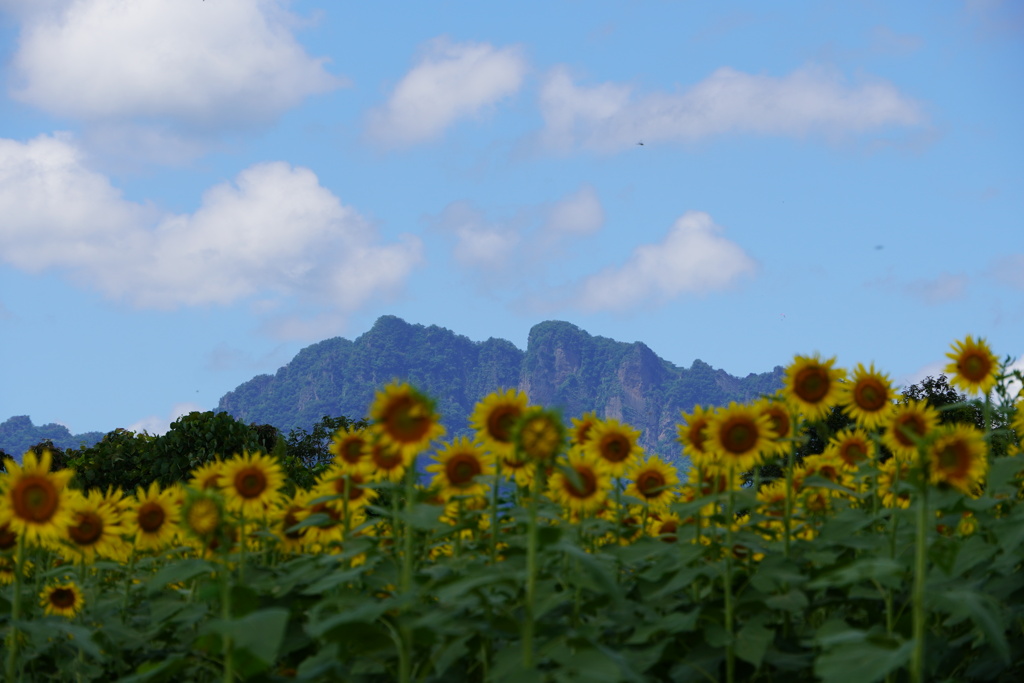 向日葵畑と妙義山
