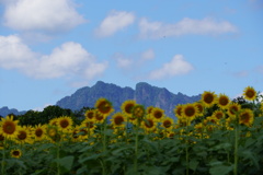 向日葵畑と妙義山