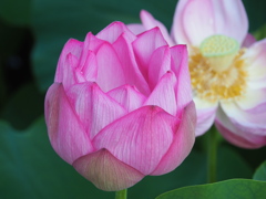 蓮の花１６