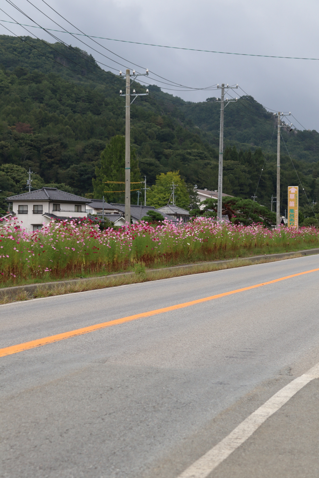 コスモス街道