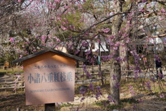 小諸紅枝垂れ